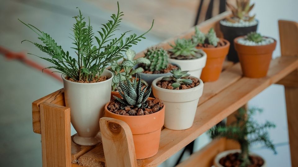 Various Indoor Plants
