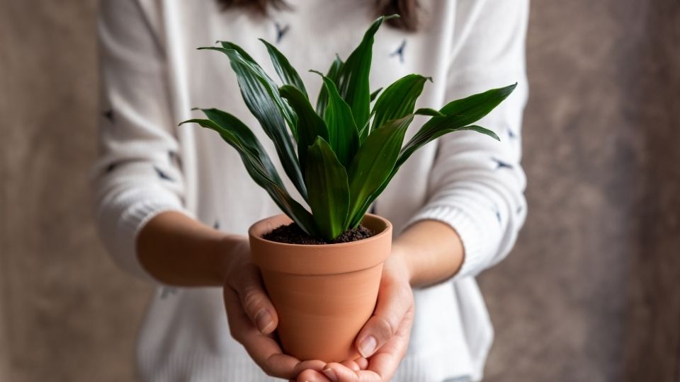 Woman Holding Pot of Dracaena